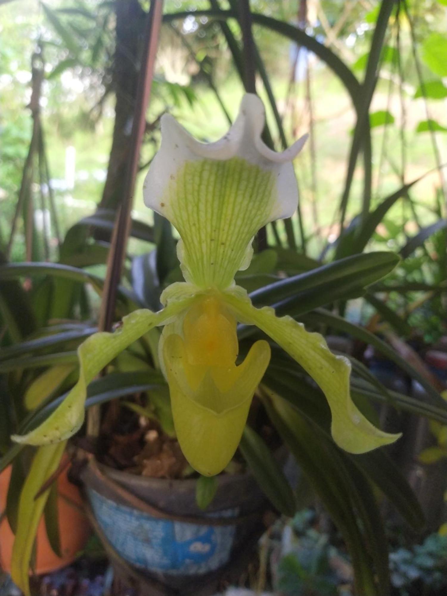 Eco Aldea Topacio Сасайма Екстер'єр фото